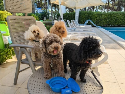 Hotel in Alba Adriatica that welcomes dogs