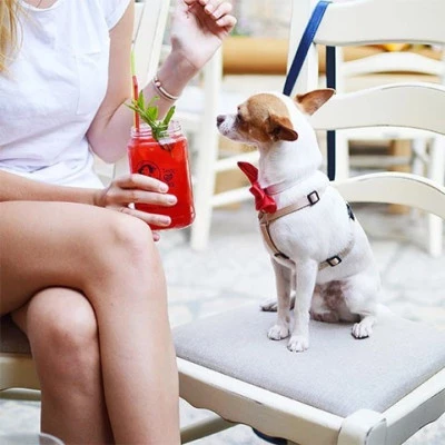 hotel alba adriatica che accetta animali